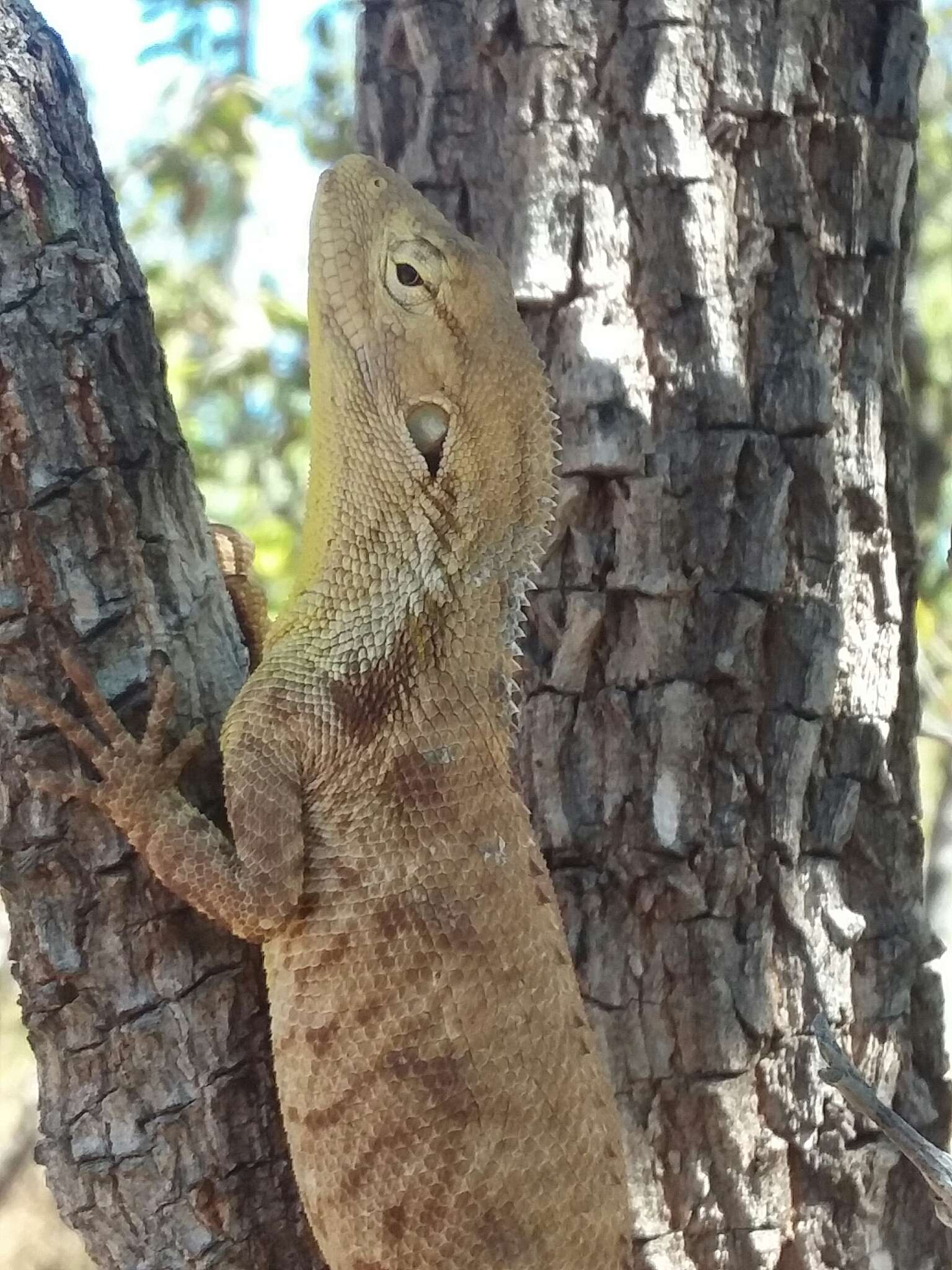 Image of Chameleon Dragon