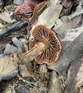 Слика од Cortinarius ohlone Bojantchev 2013