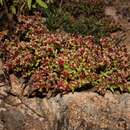 Image of Sedum napiferum Peyr.