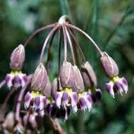 Image of slimpod milkweed