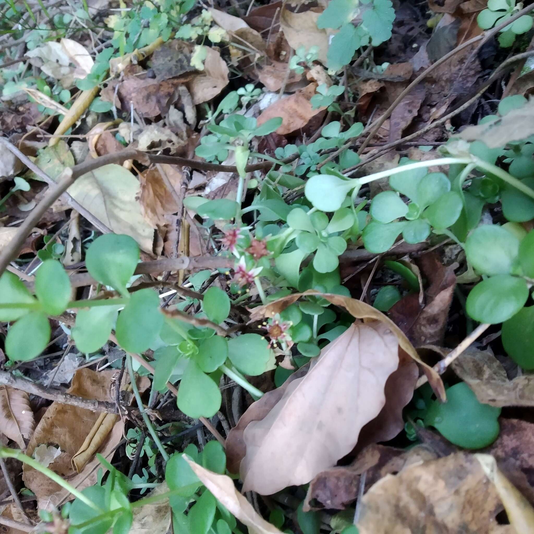 Image of Sedum rhodocarpum Rose