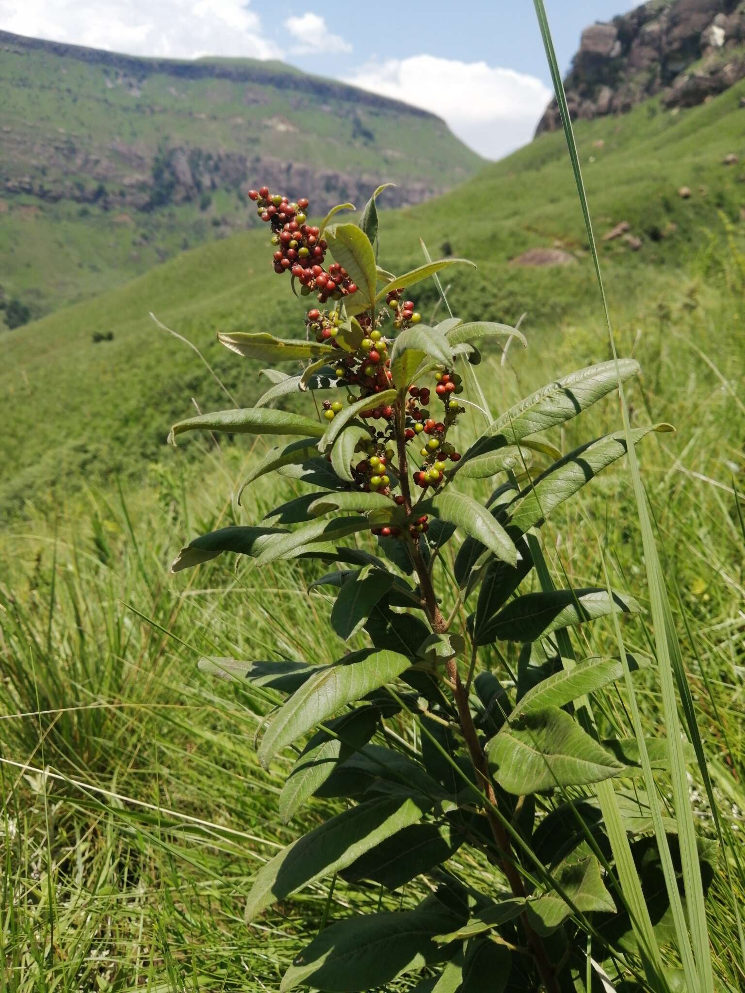 Image of Searsia discolor (E. Mey. ex Sond.) Moffett