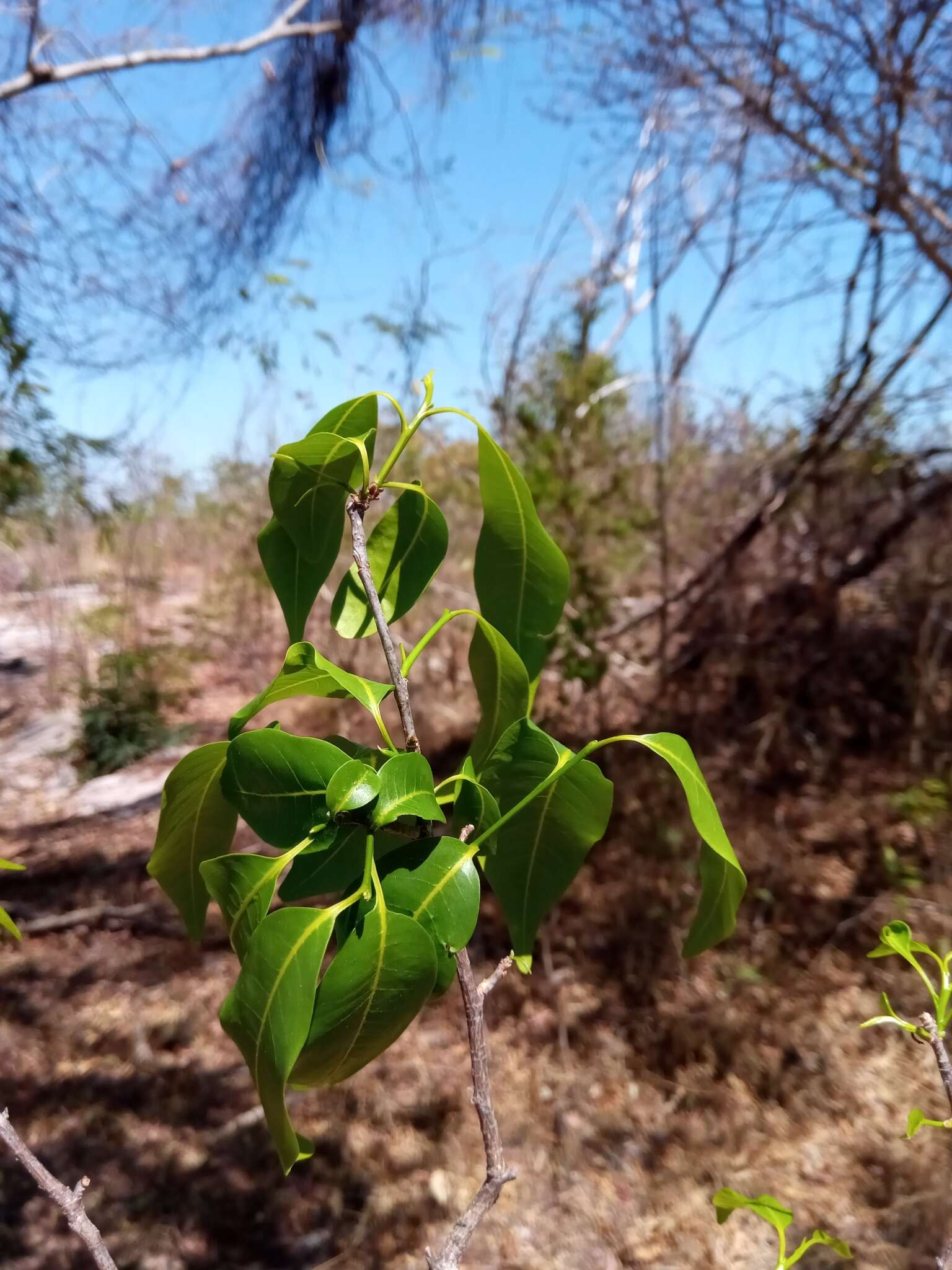 Plancia ëd Humbertioturraea malifolia (Baker) M. Cheek