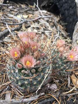 Image of greenflower nipple cactus