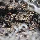 Image of Baja California Whiptail