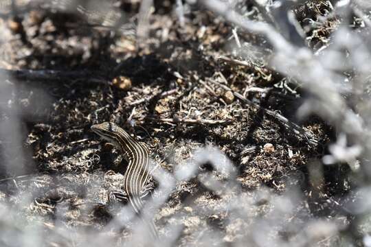 Image of Baja California Whiptail