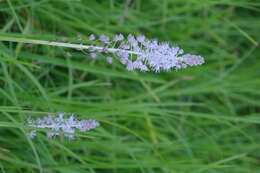 Image of Barnardia japonica (Thunb.) Schult. & Schult. fil.