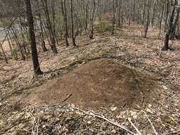 Image of Allegheny Mound Ant