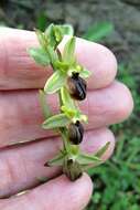 Image of Ophrys sphegodes subsp. cretensis H. Baumann & Künkele