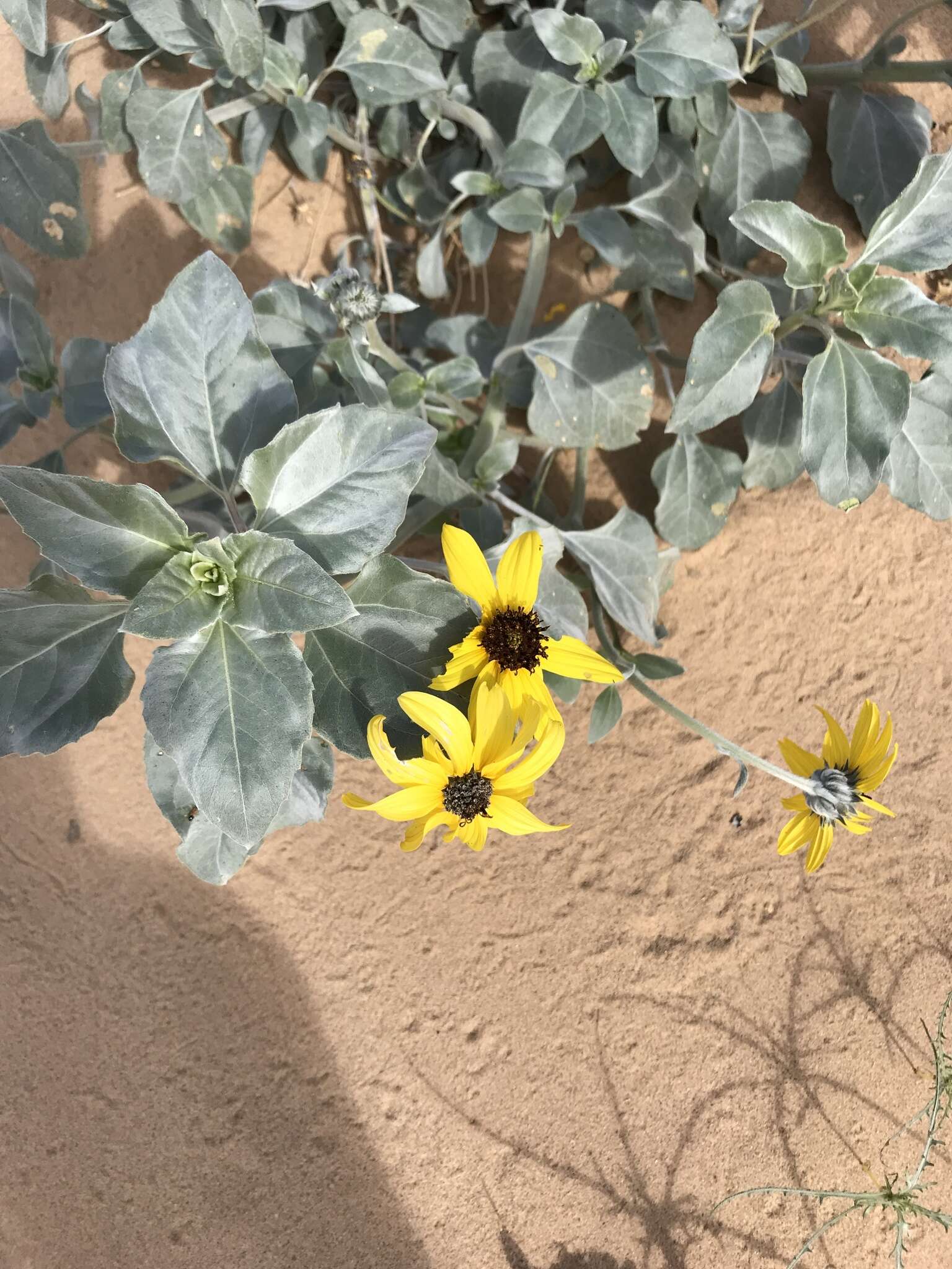 Image of Algodones sunflower