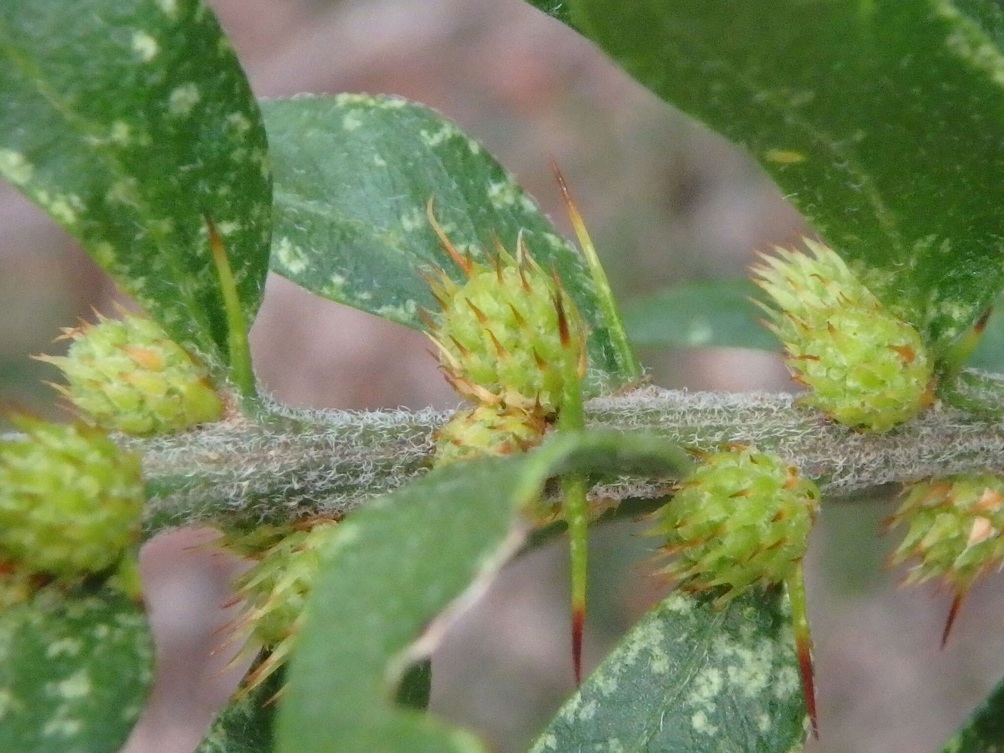 Image de Acacia tristis