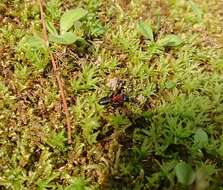 Image of Camponotus obscuripes Mayr 1879