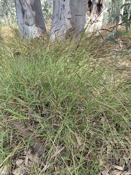 Image of Dichanthium fecundum S. T. Blake