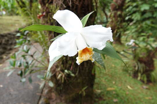 Image of Sobralia chrysostoma Dressler