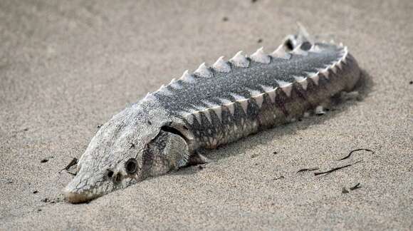 Image of Green Sturgeon