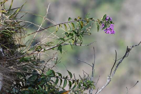 Image of Asemeia floribunda (Benth.) J. F. B. Pastore & J. R. Abbott