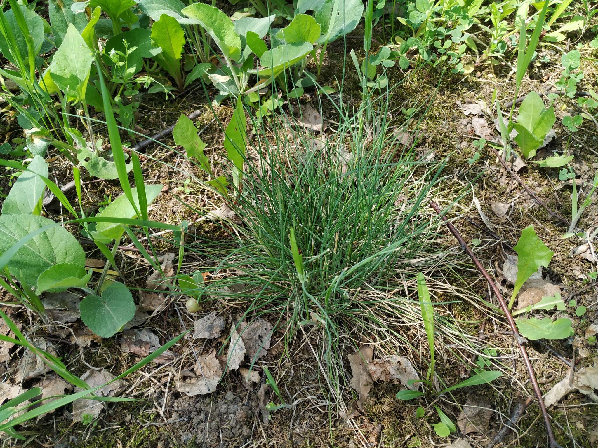 Image of hard fescue