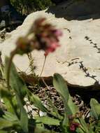 Cynoglossum montanum L. resmi