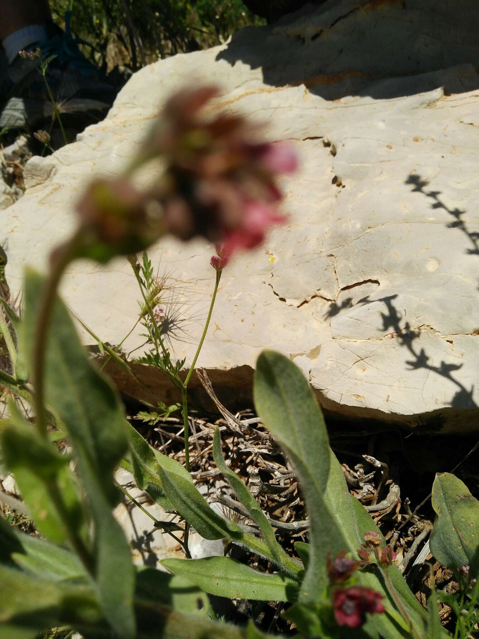 Imagem de Cynoglossum montanum L.