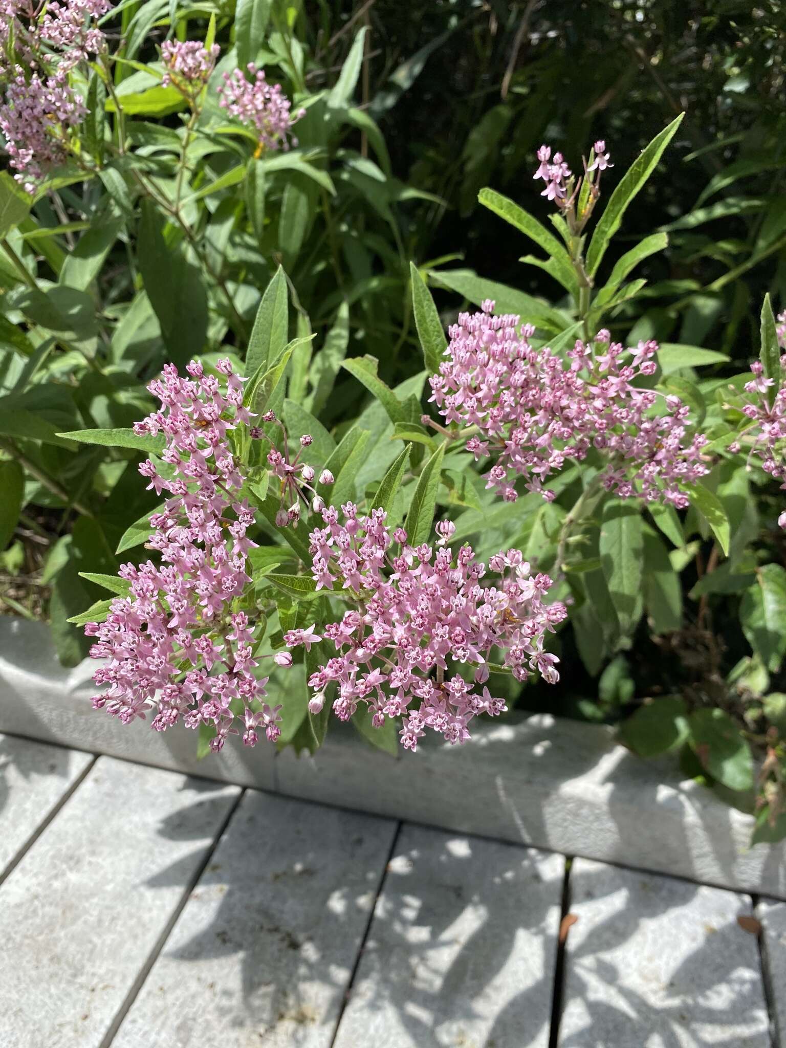 Image of swamp milkweed