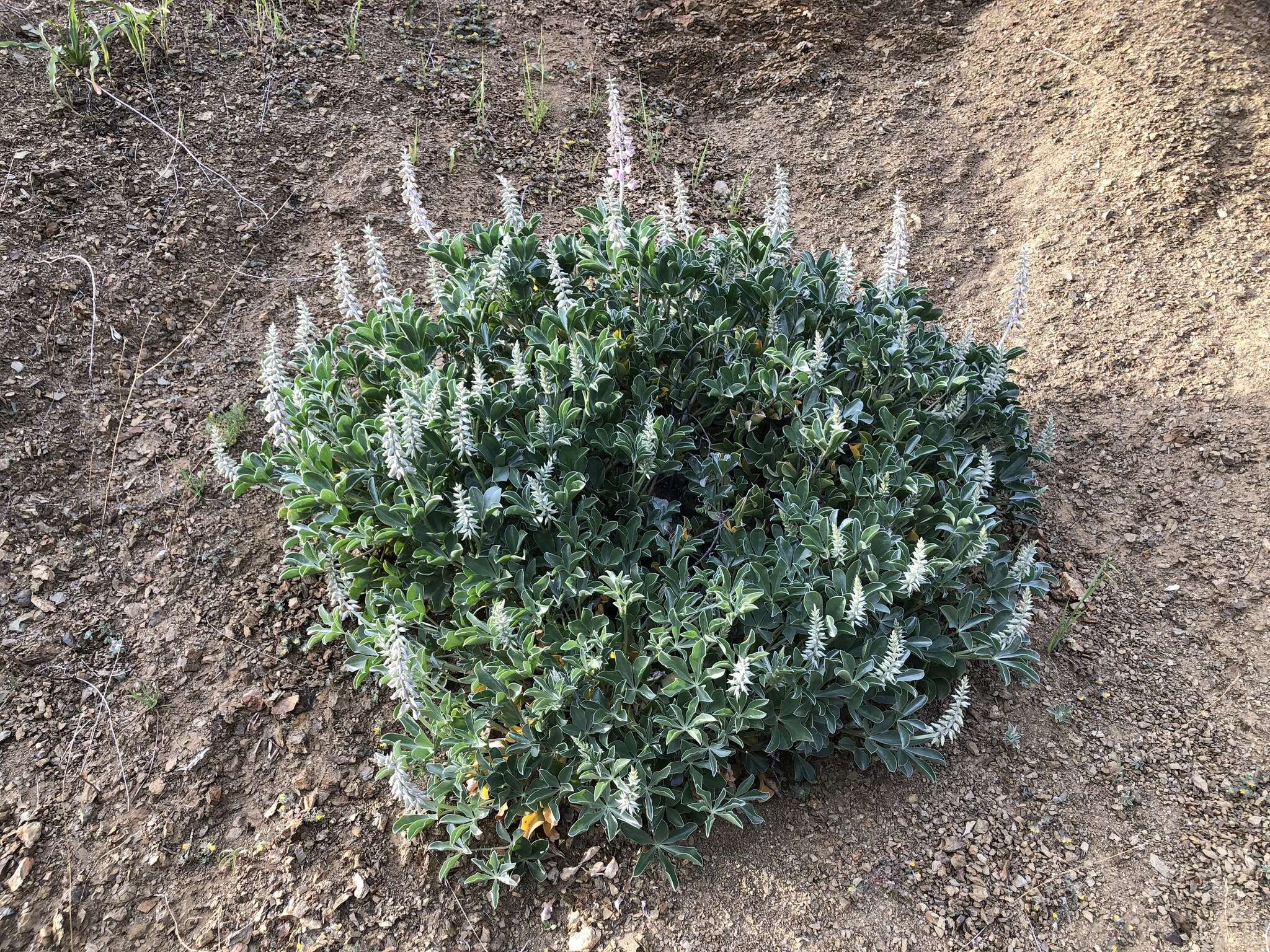 Image of Cobb Mountain lupine