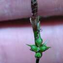 صورة Carex austrolucorum (Rettig) D. B. Poind. & Naczi