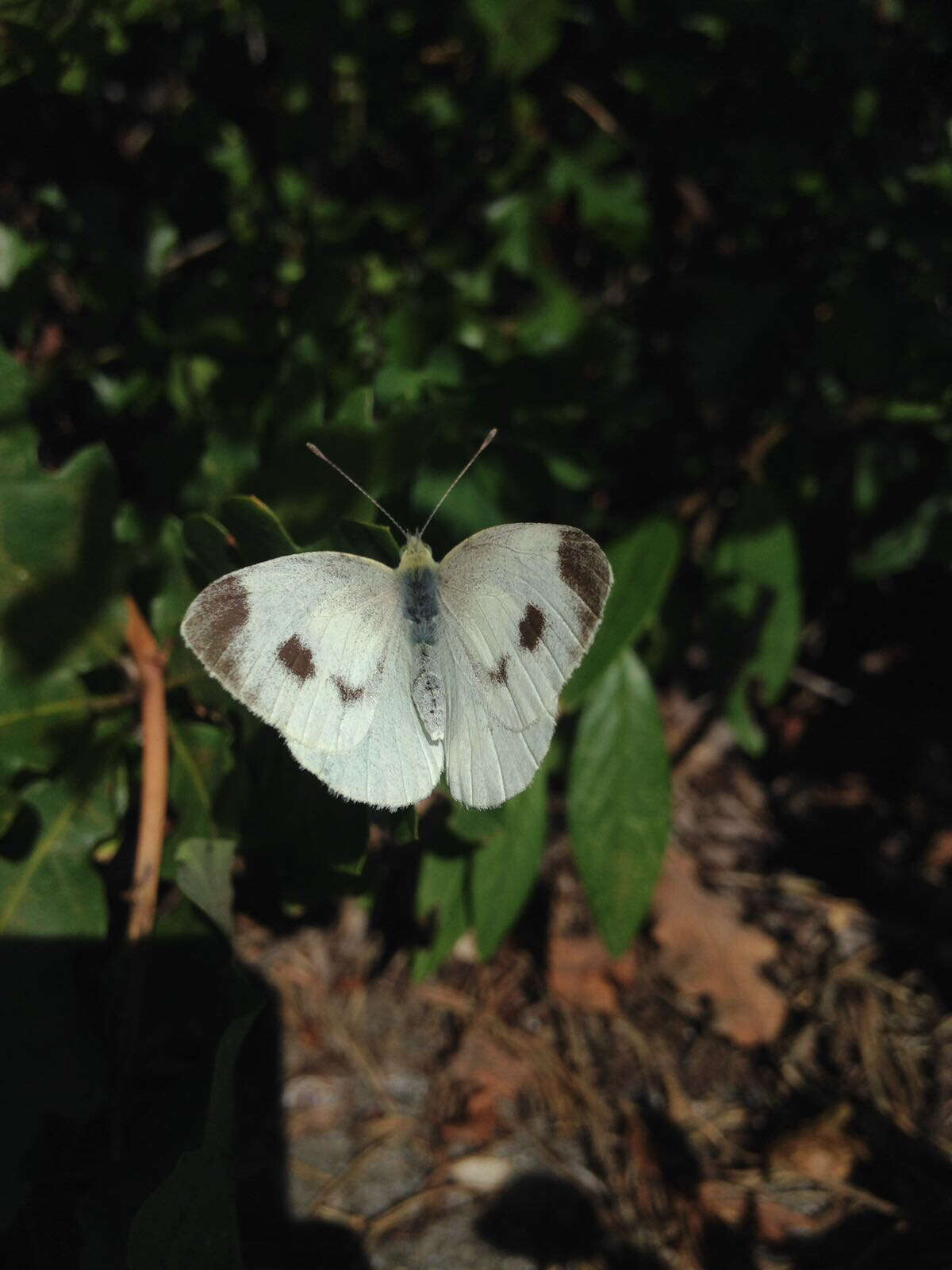 Image of Southern Small White