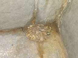 Image of Günther’s toad or rock toad