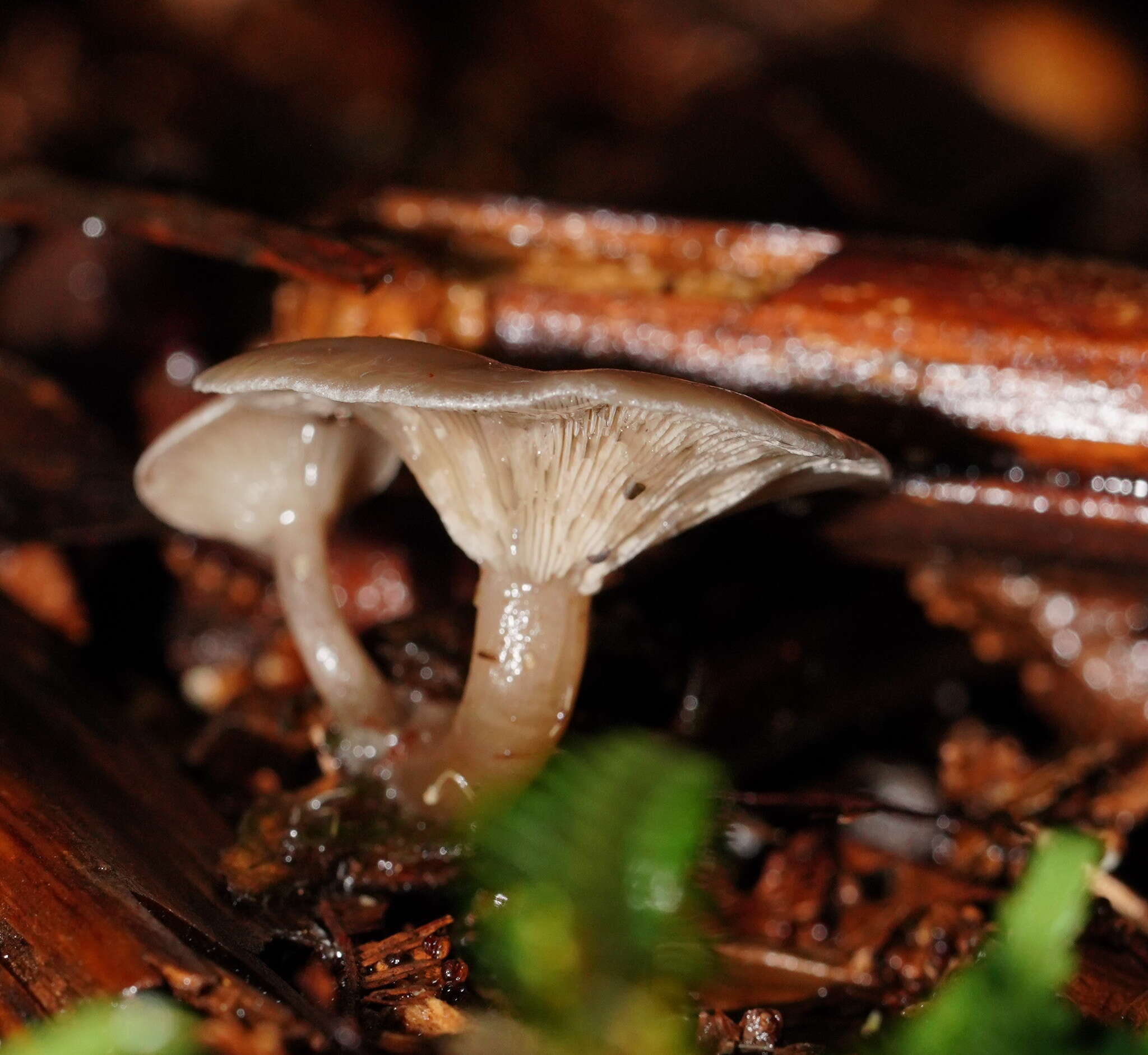 Image of Singerocybe clitocyboides (Cooke & Massee) Zhu L. Yang, J. Qin & Ratkowsky 2014