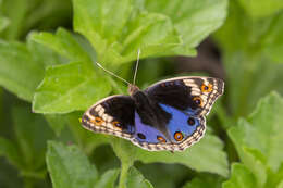 Image de Junonia orithya wallacei Distant 1883