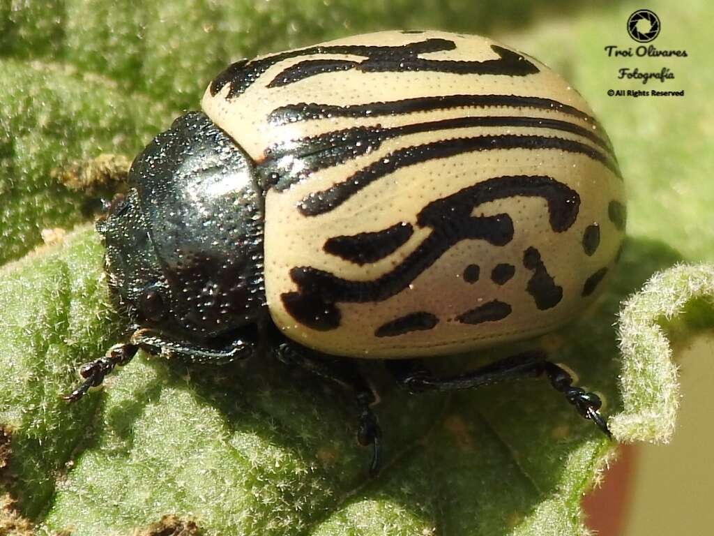 Image of Calligrapha (Calligrapha) dislocata (Rogers 1856)