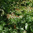 Image of Combretum racemosum Beauv.