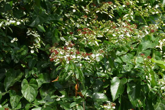 Image of Combretum racemosum Beauv.