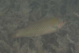 Image of Argus Wrasse