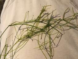 Image of Translucent Stonewort