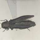 Image of Agrilus amelanchieri Knull 1944