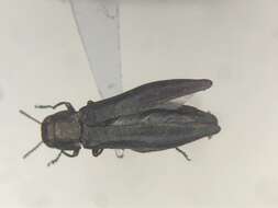 Image of Agrilus amelanchieri Knull 1944