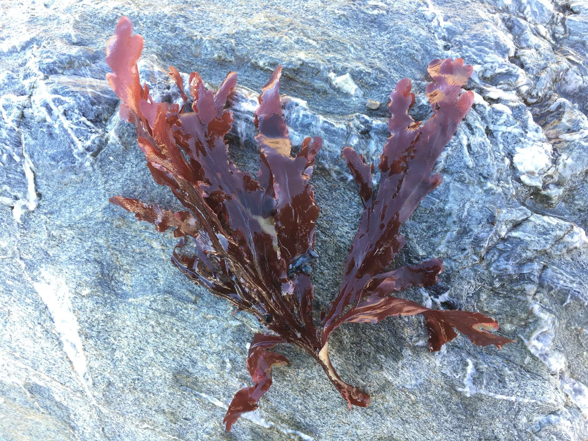 Image of Hymenena flabelligera