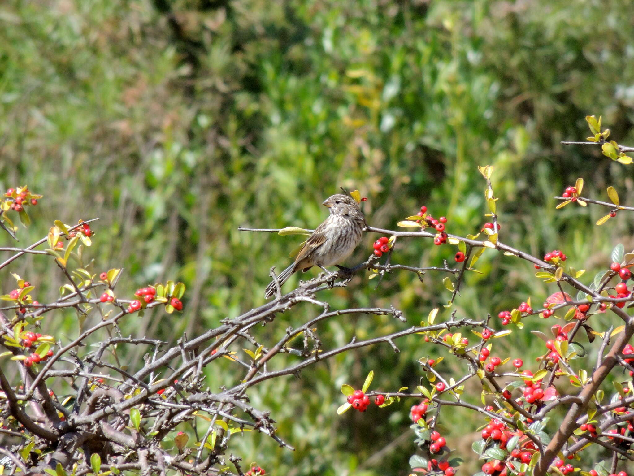 Image of Band-tailed Seedeater