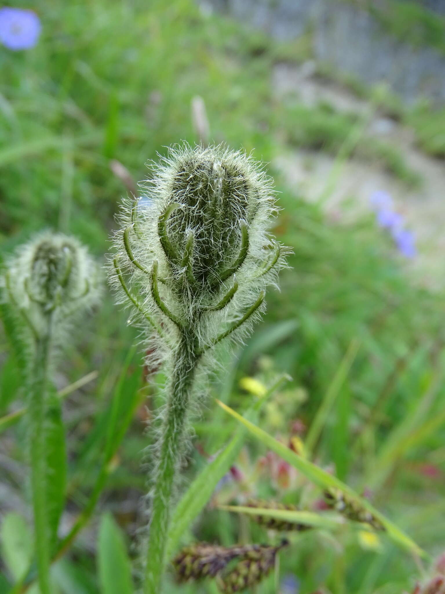 Image of Crepis chrysantha (Ledeb.) Turcz.