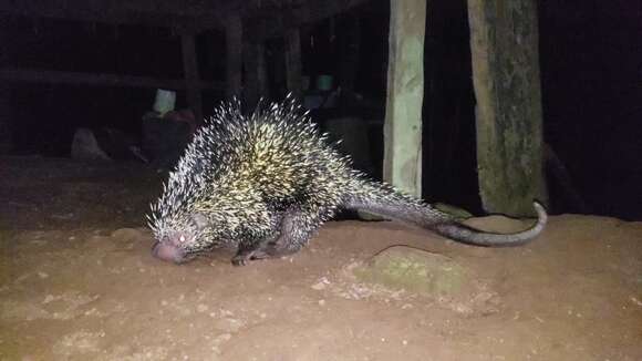 Image of Brazilian Porcupine