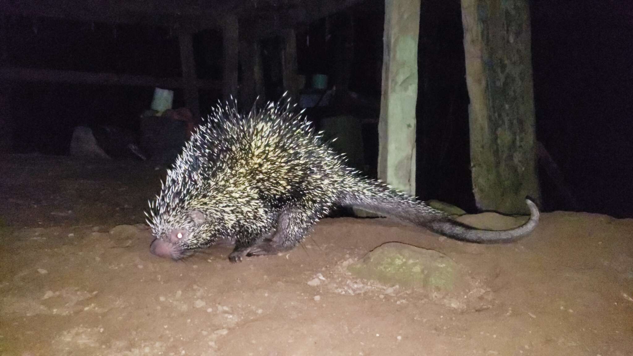 Coendou prehensilis (Linnaeus 1758) resmi