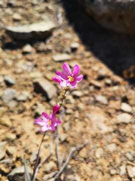 Image of Ixia trifolia G. J. Lewis