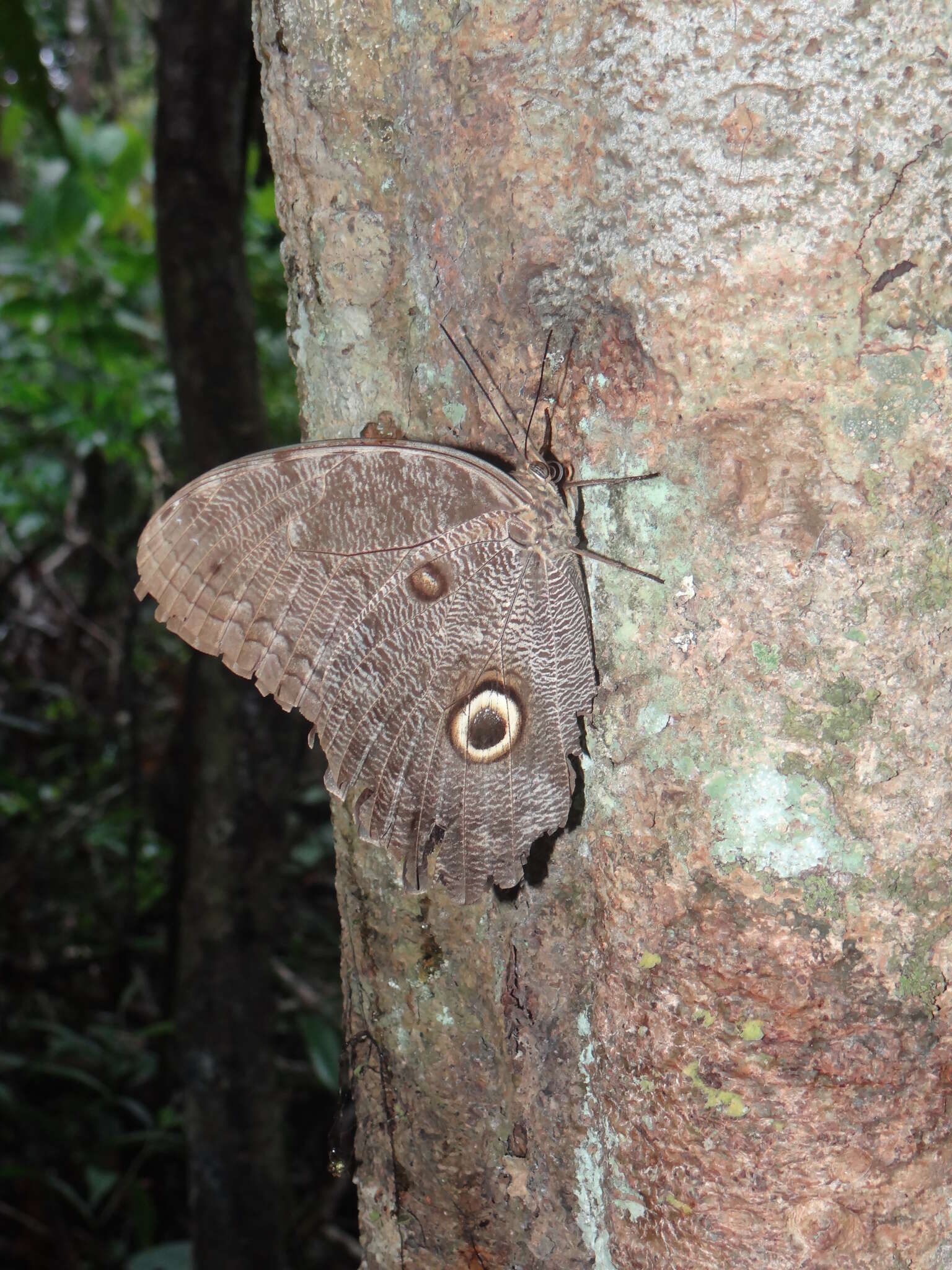 Imagem de Caligo eurilochus Cramer 1776