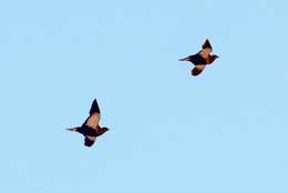 Image of Black-bellied Sandgrouse