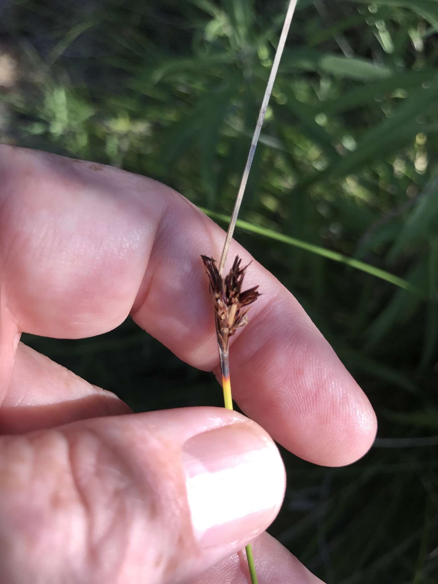 Image of Black Bog-rush