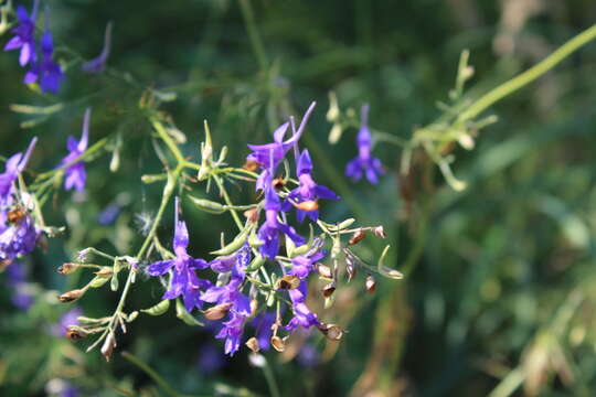 Image of Delphinium consolida subsp. consolida