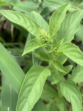 Imagem de Ocimum americanum var. americanum