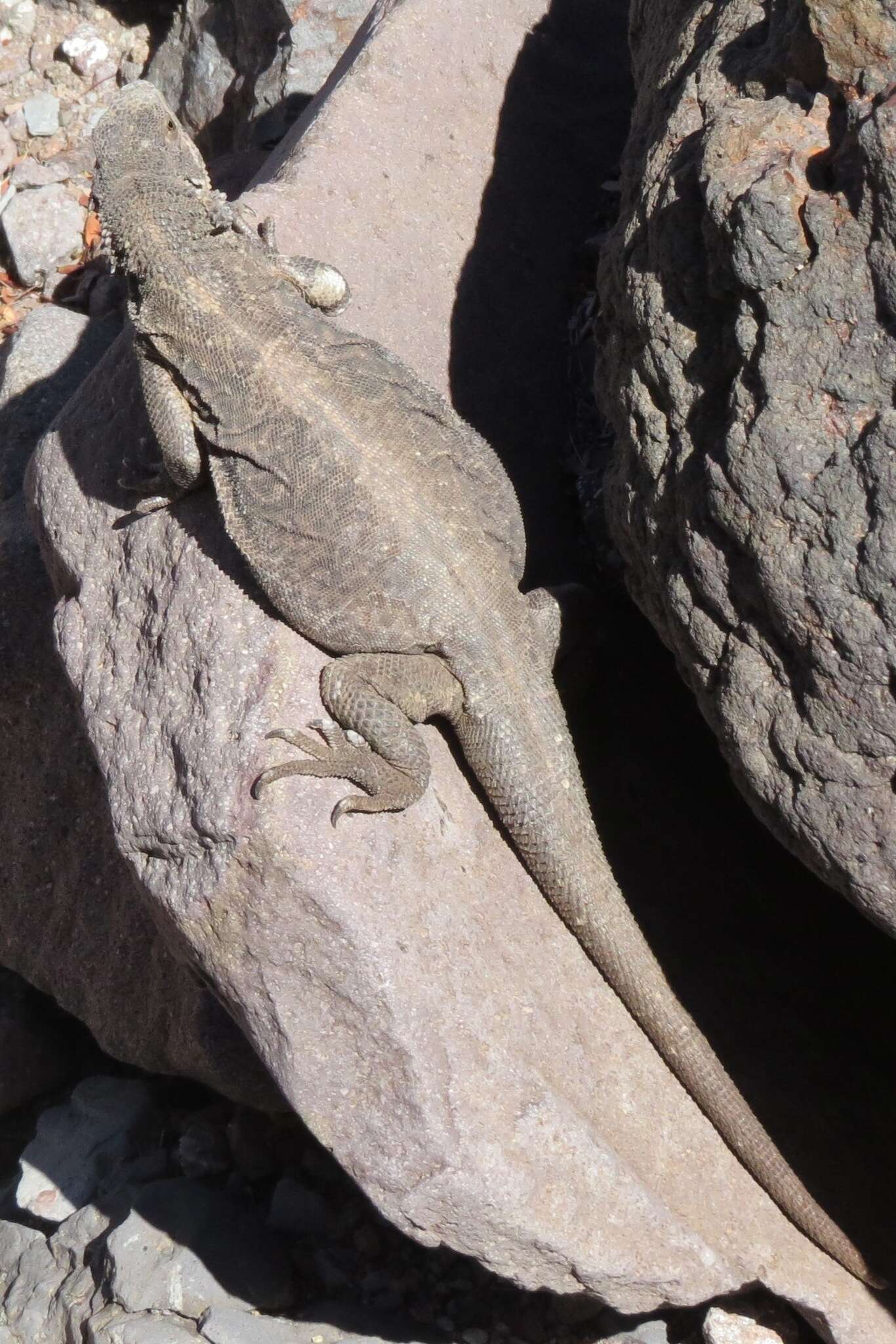 Image of Monserrat Chuckwalla