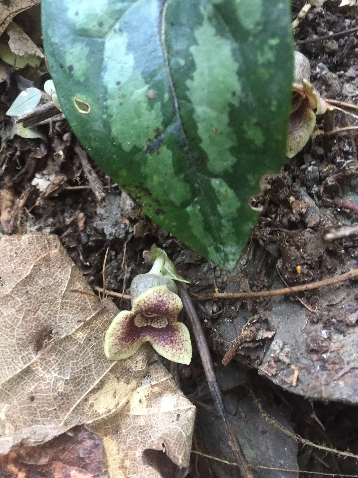 Image of Asarum yaeyamense Hatusima